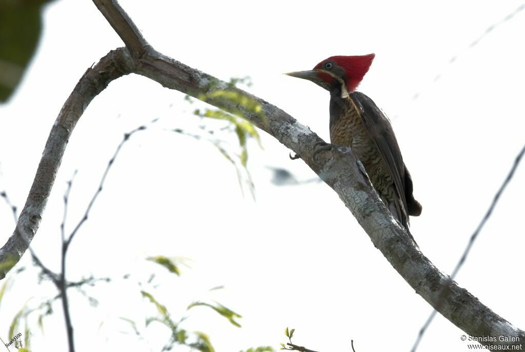 Lineated Woodpeckeradult