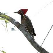 Lineated Woodpecker