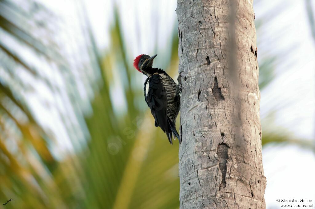 Lineated Woodpeckeradult