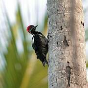 Lineated Woodpecker