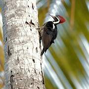 Lineated Woodpecker