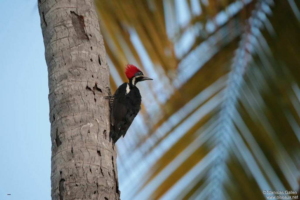 Lineated Woodpeckeradult