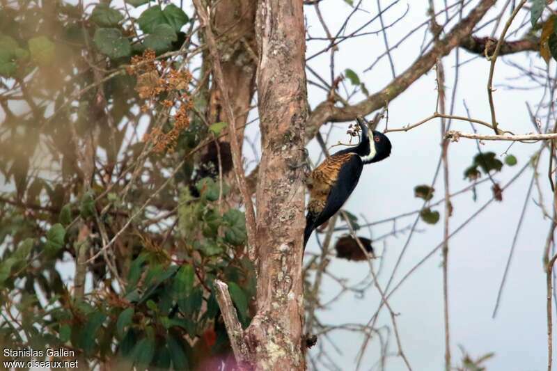 Powerful Woodpecker female adult, identification