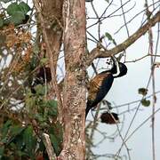 Powerful Woodpecker