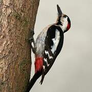 Syrian Woodpecker