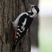 Syrian Woodpecker