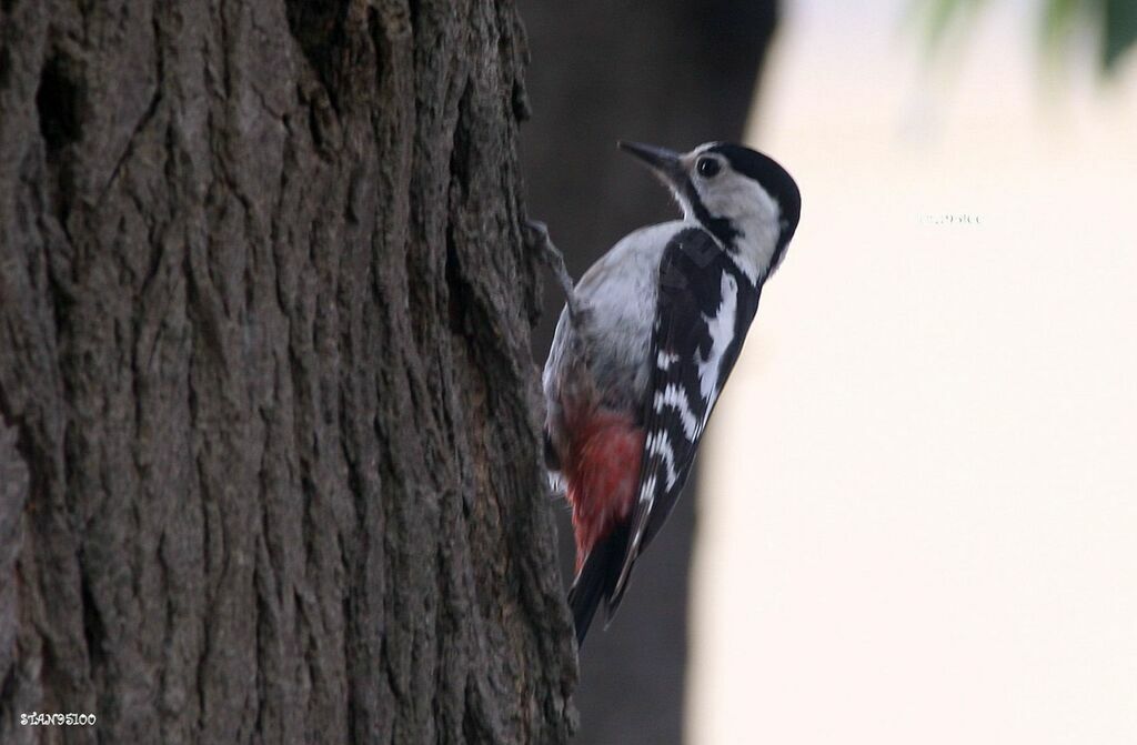 Syrian Woodpecker