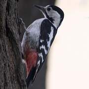 Syrian Woodpecker