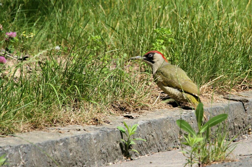 European Green Woodpecker female adult, eats