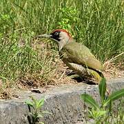 European Green Woodpecker