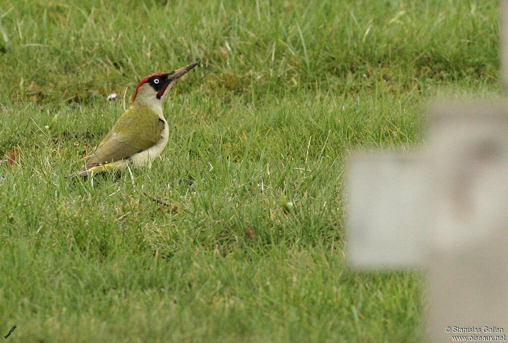 European Green Woodpecker male adult breeding