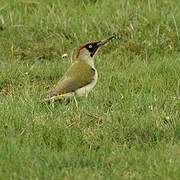 European Green Woodpecker