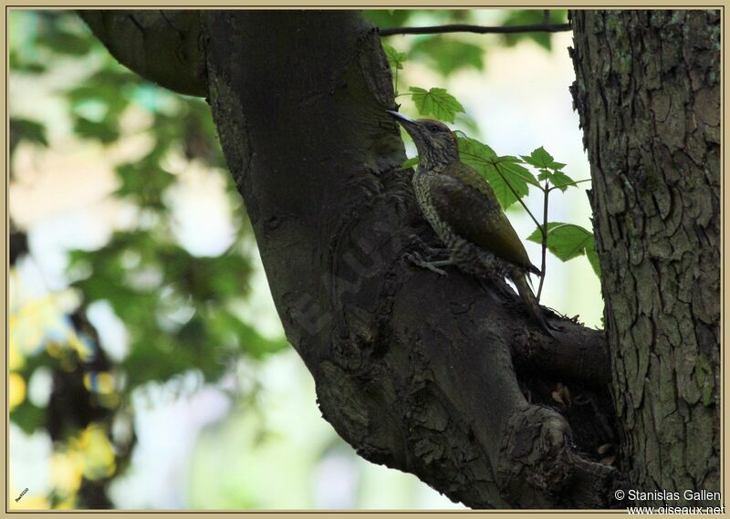 European Green Woodpeckerimmature