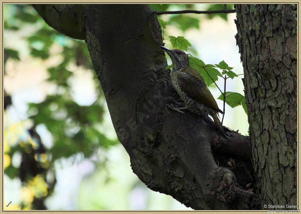 European Green Woodpeckerimmature