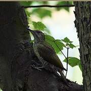 European Green Woodpecker