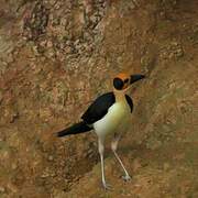 White-necked Rockfowl