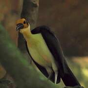 White-necked Rockfowl