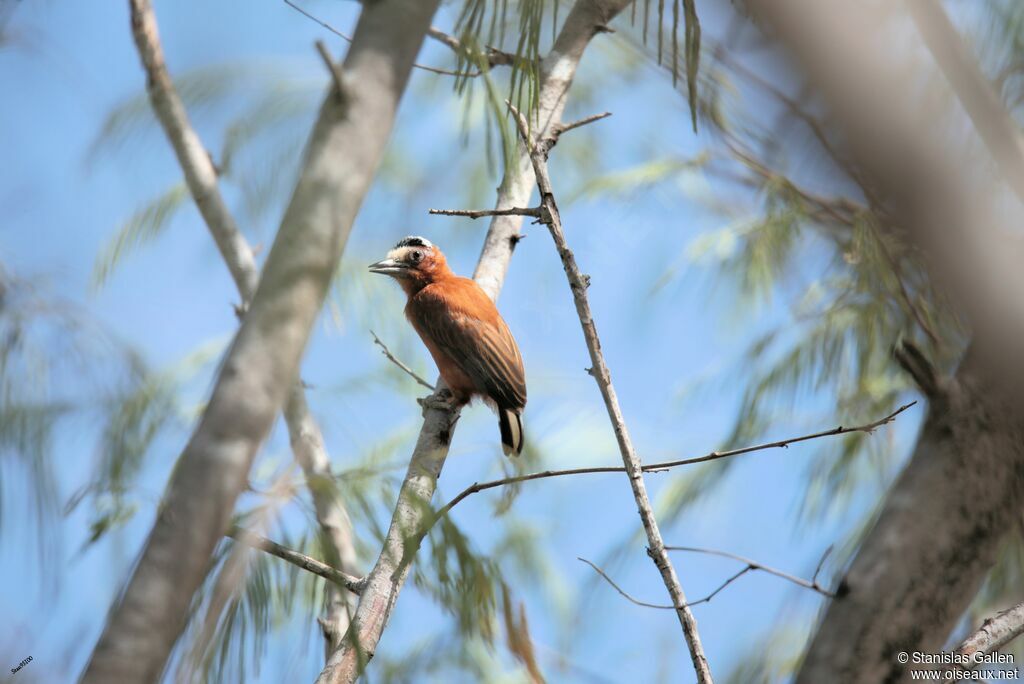 Chestnut Piculetadult