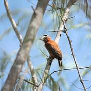 Chestnut Piculet