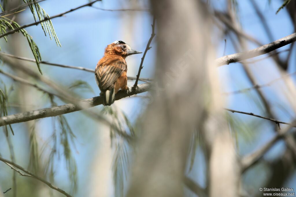 Chestnut Piculetadult