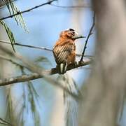 Chestnut Piculet