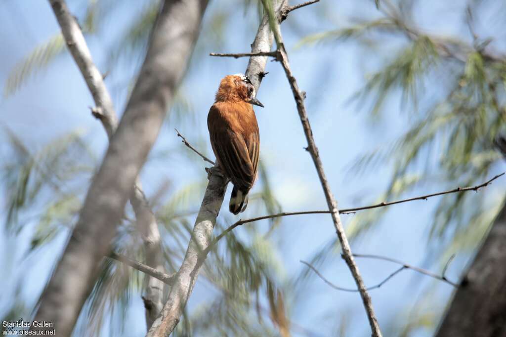 Chestnut Piculet female adult, identification