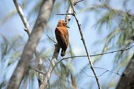 Chestnut Piculet