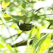 African Piculet