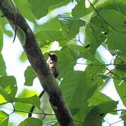 African Piculet