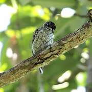 Scaled Piculet