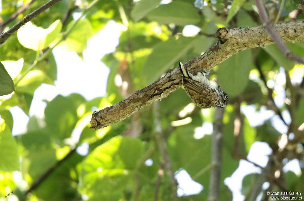 Scaled Piculetadult, habitat