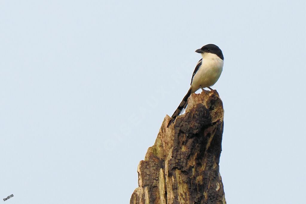 Northern Fiscal male adult