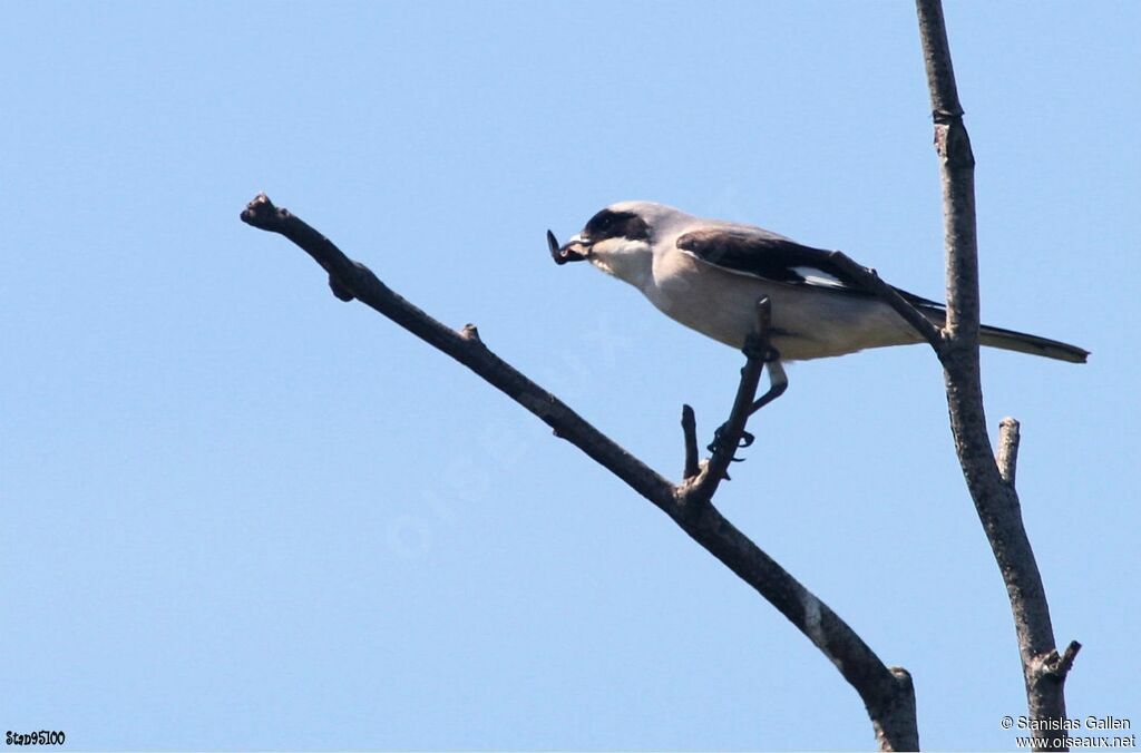 Lesser Grey Shrike