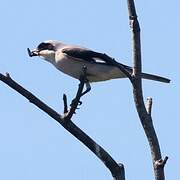 Lesser Grey Shrike