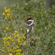 Woodchat Shrike