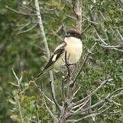 Woodchat Shrike