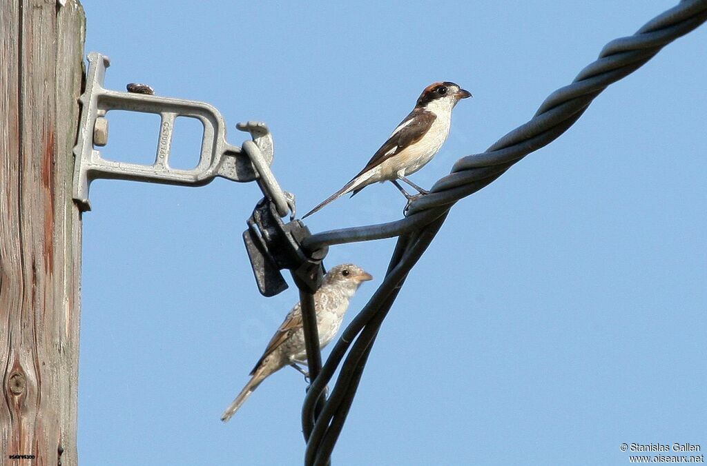 Woodchat Shrike