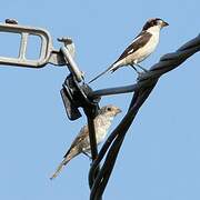 Woodchat Shrike