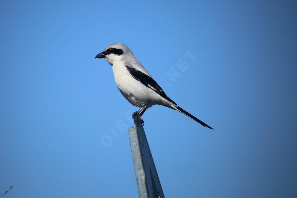 Northern Shrike