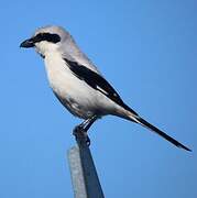 Northern Shrike