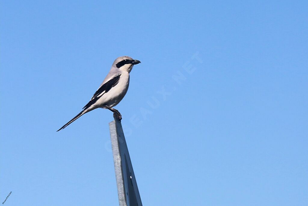 Northern Shrikeadult breeding, identification