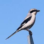 Northern Shrike