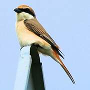 Red-tailed Shrike