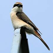 Red-tailed Shrike