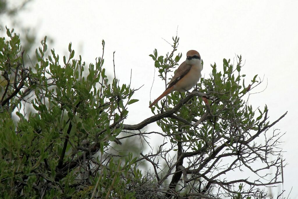 Red-tailed Shrikeadult breeding