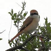 Red-tailed Shrike