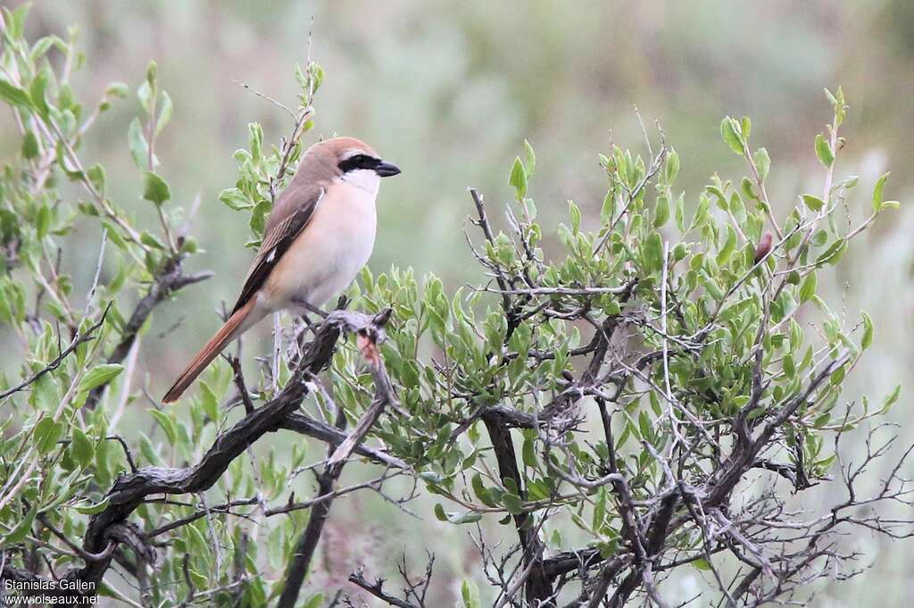 Red-tailed Shrikeadult breeding, identification