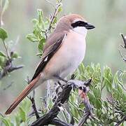 Red-tailed Shrike