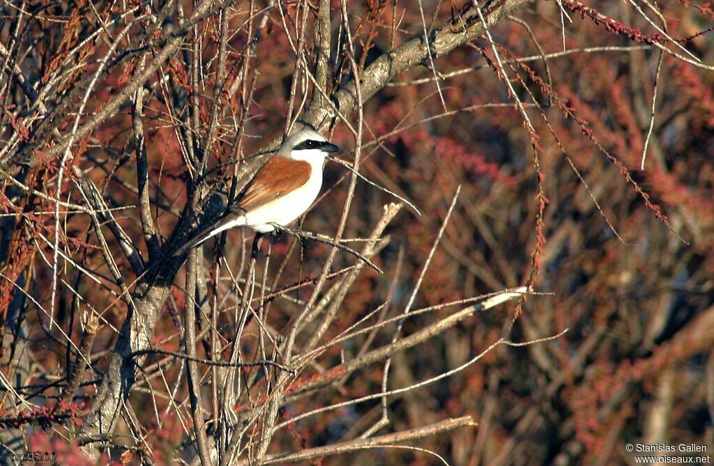 Red-backed Shrikeadult breeding