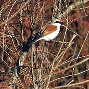 Red-backed Shrike